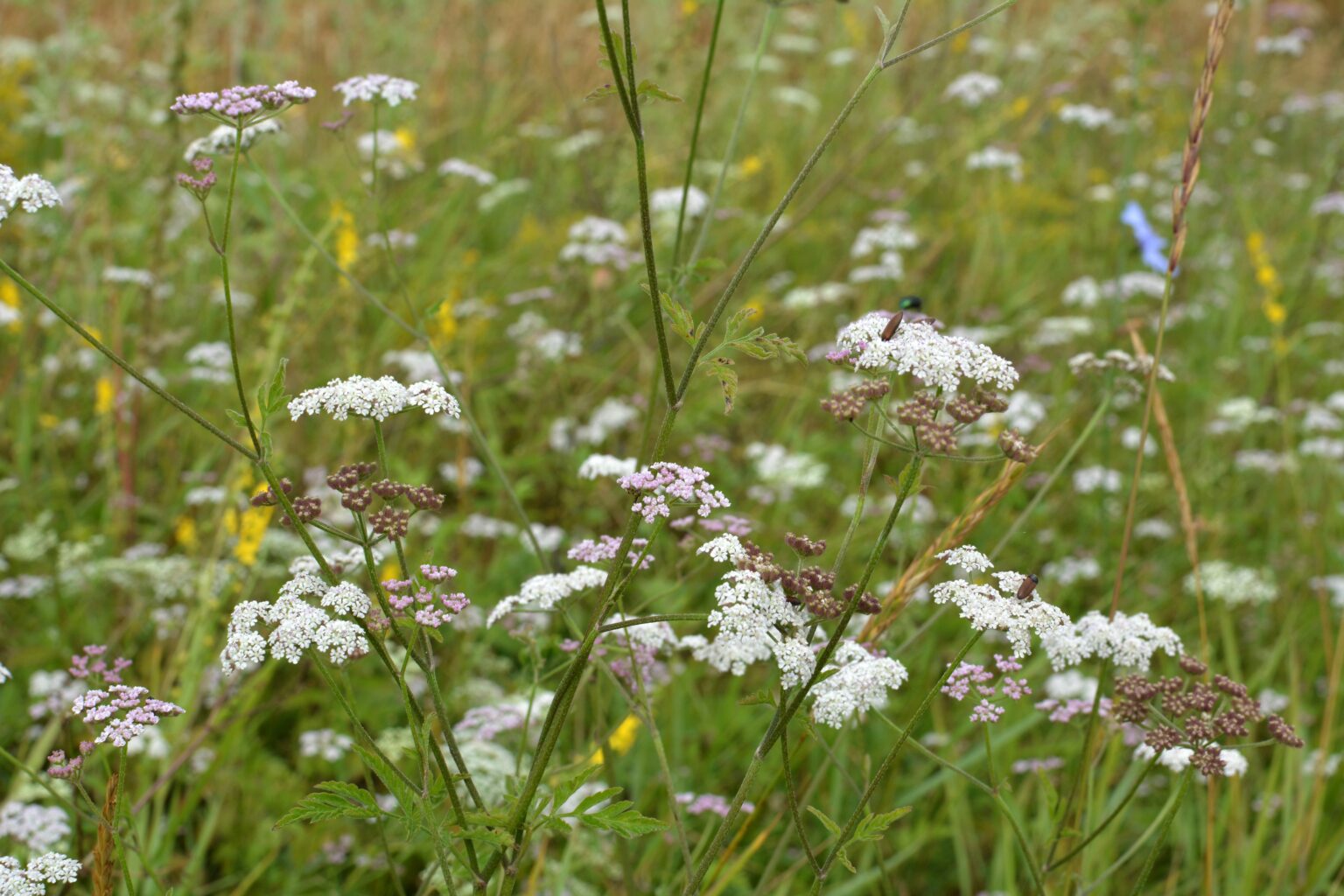 Japanese Hedge Parsley (Torilis japonica)