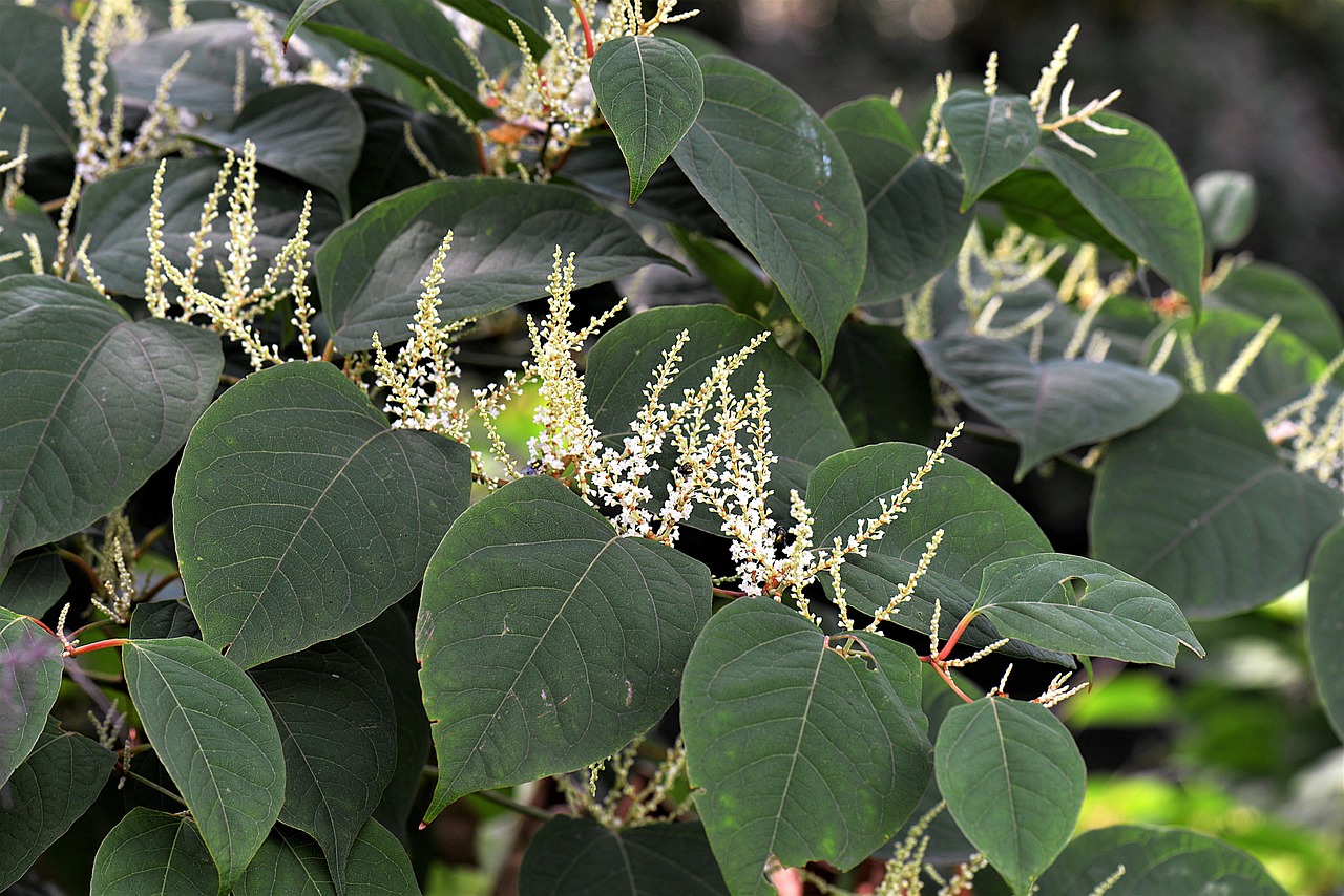 Japanese Knotweed (Polygonum cuspidatum)
