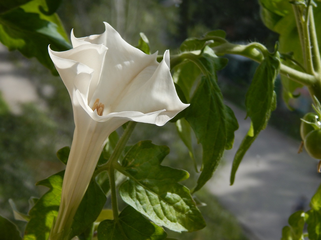 Jimsonweed (Datura stramonium)