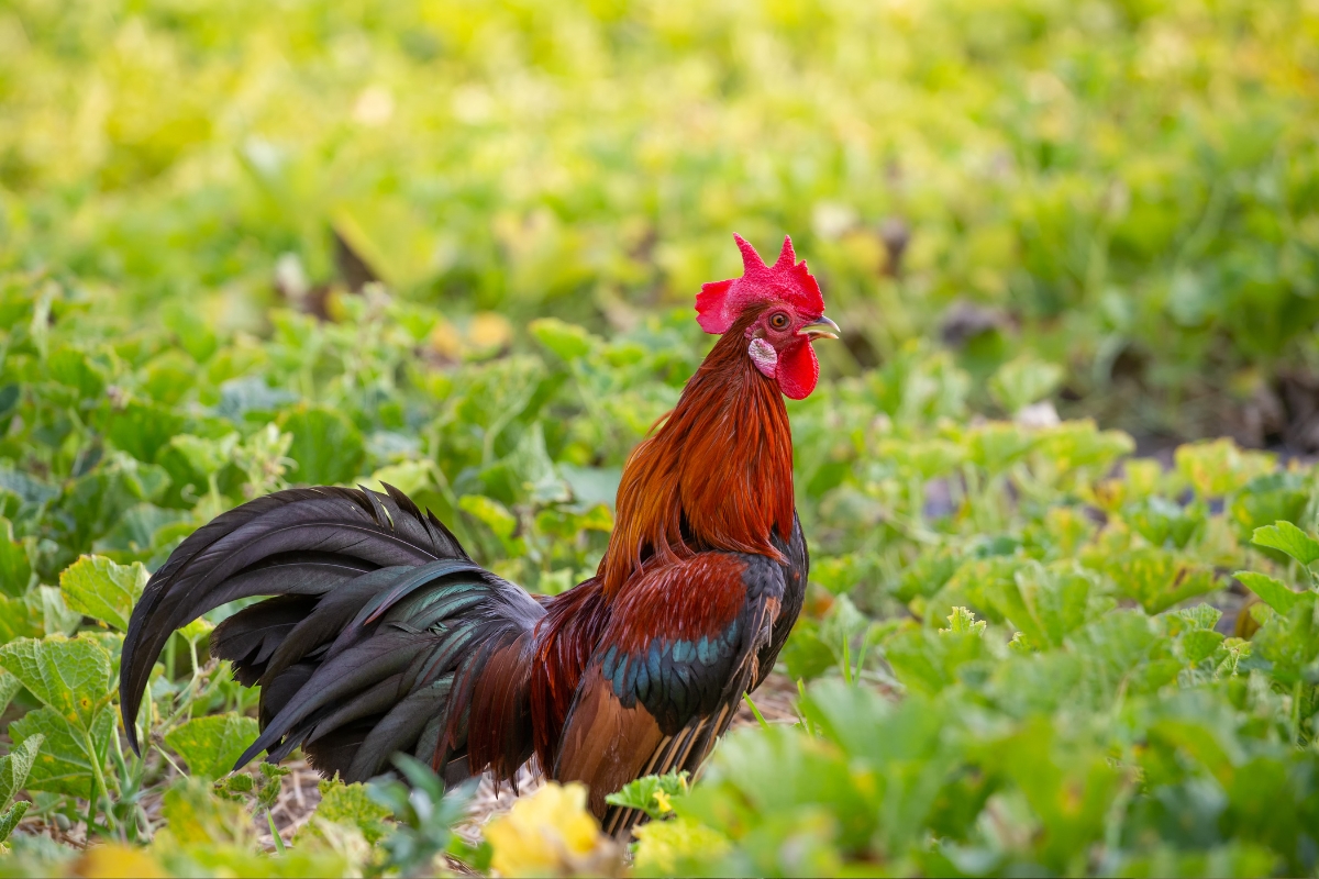 Jungle Fowl