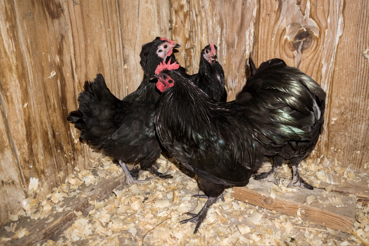 Langshan chicken