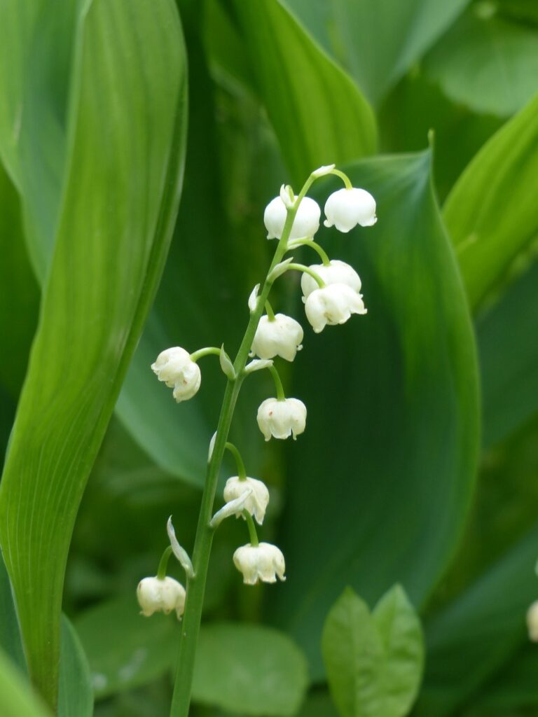 Lily of the Valley (Convallaria majalis)