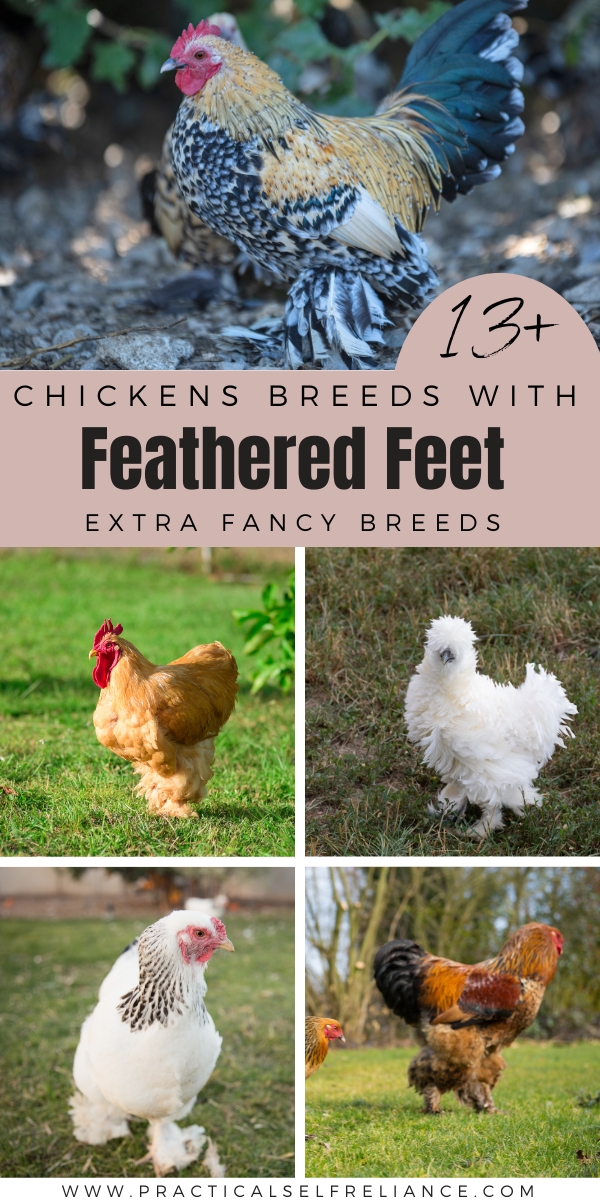 List of Chickens with Feathered Feet