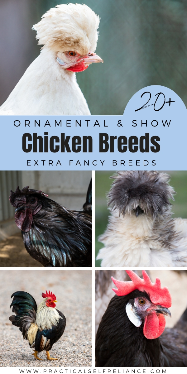 List of Ornamental Chicken Breeds