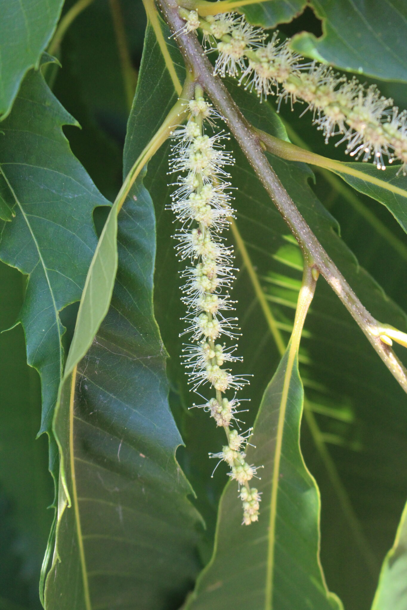 Male Chestnut Flowers