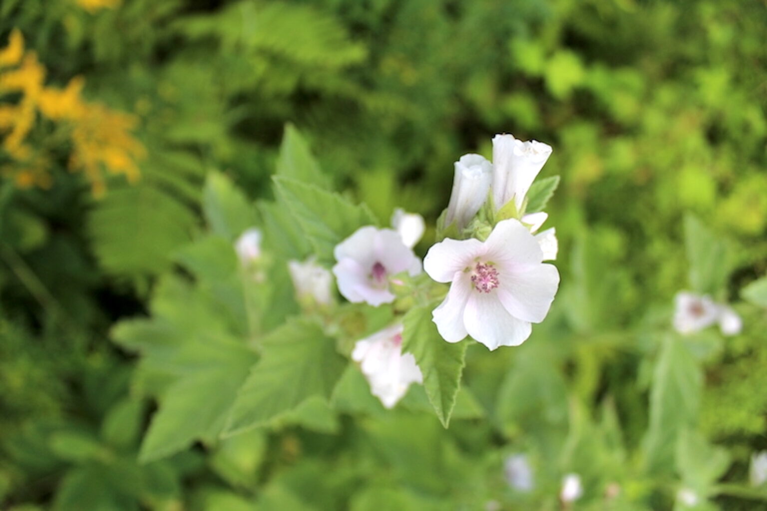 Marshmallow Flower