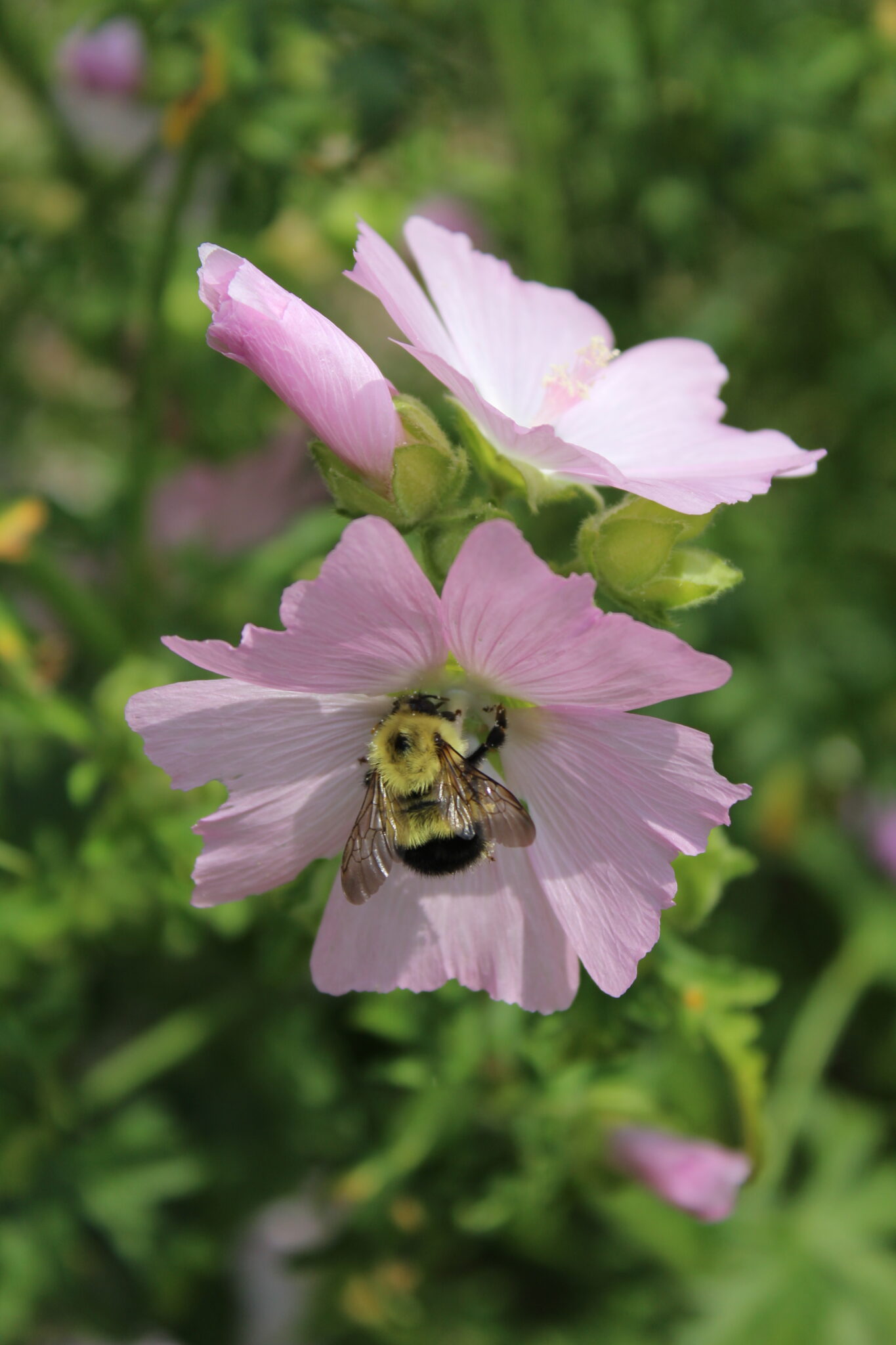 Marshmallow Flowers with Bees