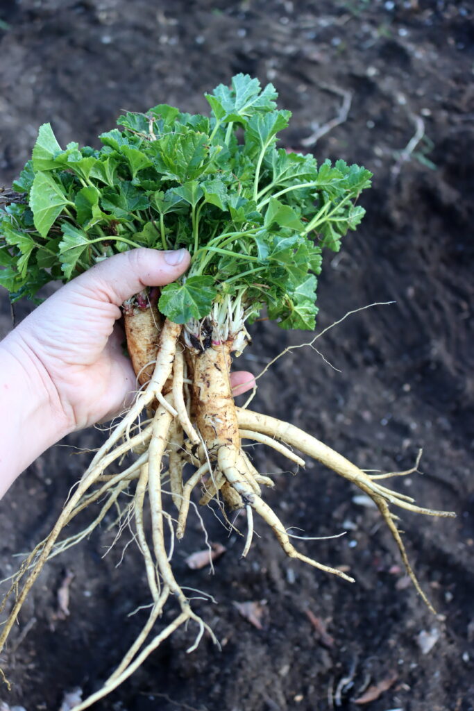 Marshmallow Roots