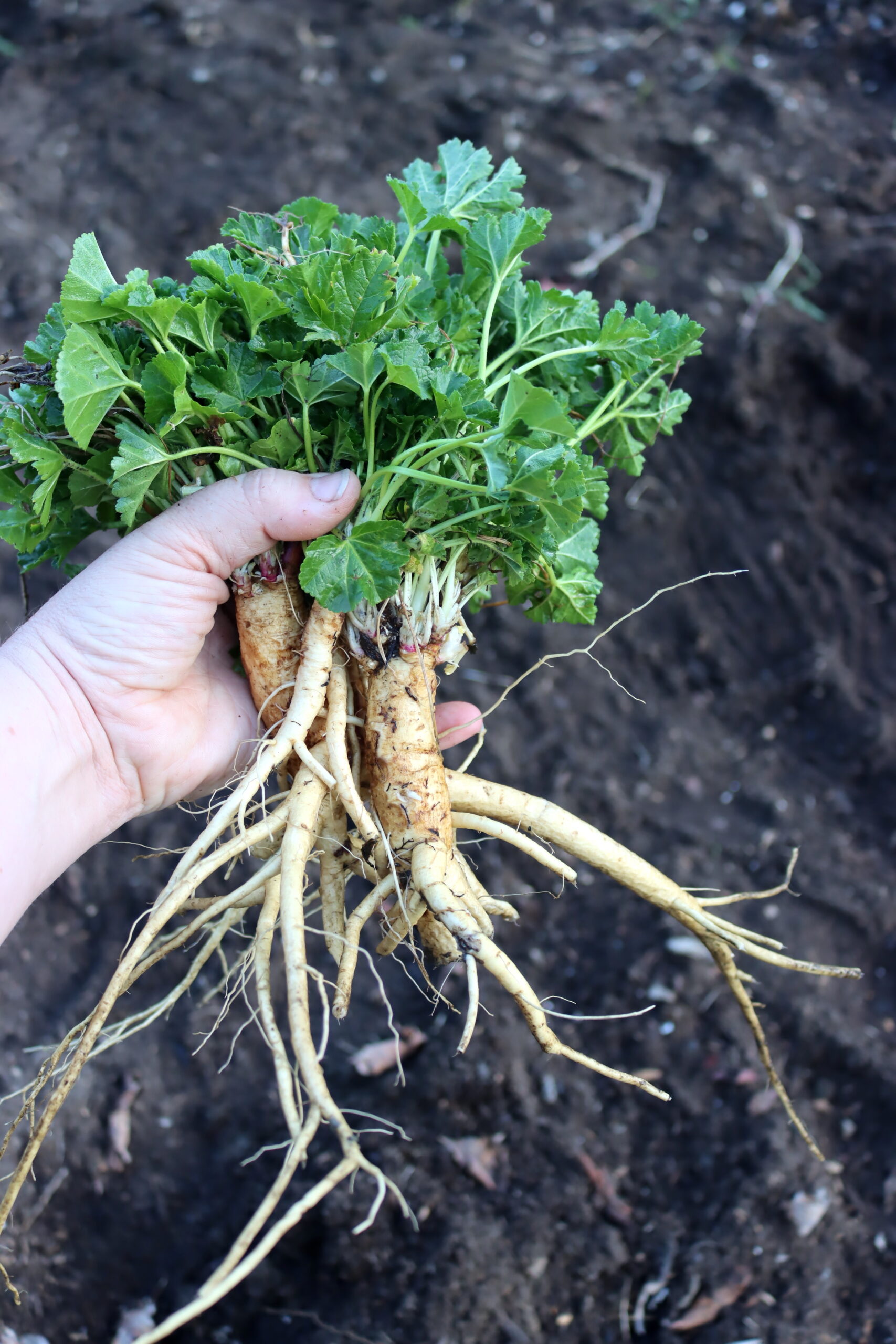 Marshmallow Roots