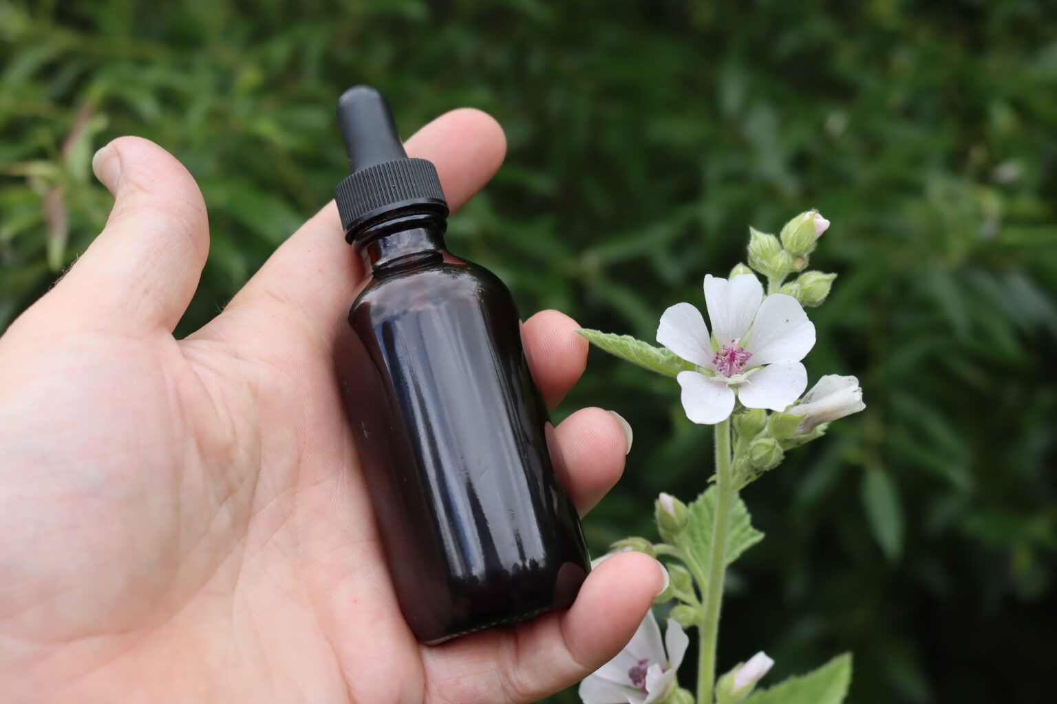 Marshmallow Tincture