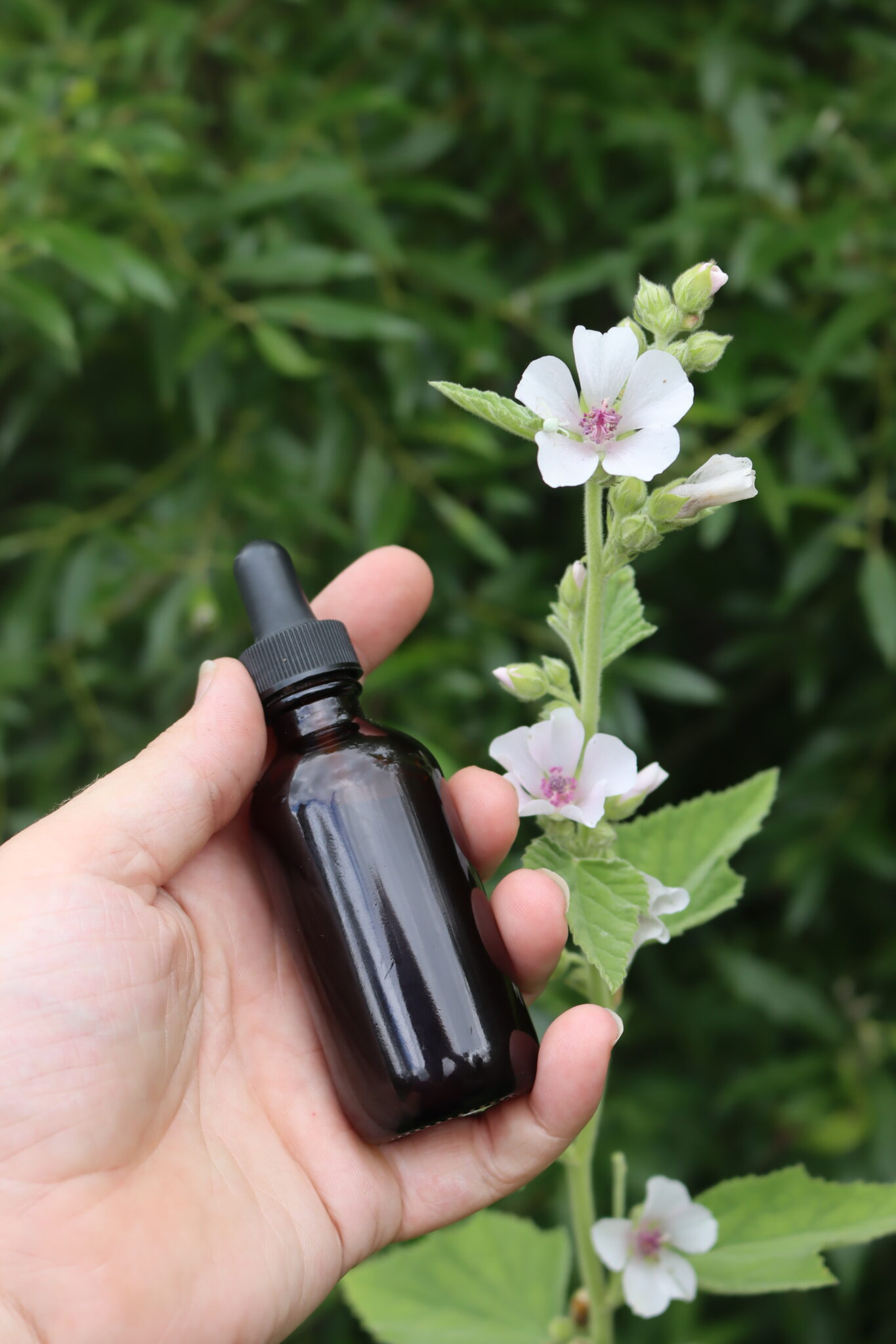 Marshmallow Tincture