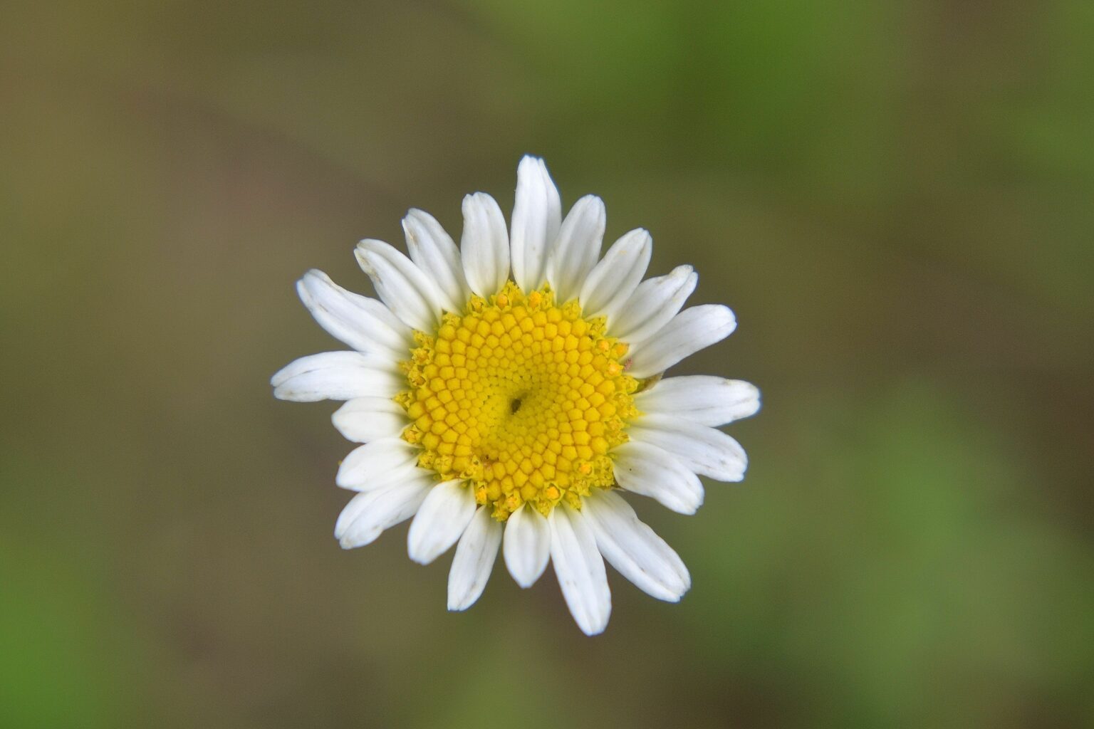Mayweed (Anthemis cotula)
