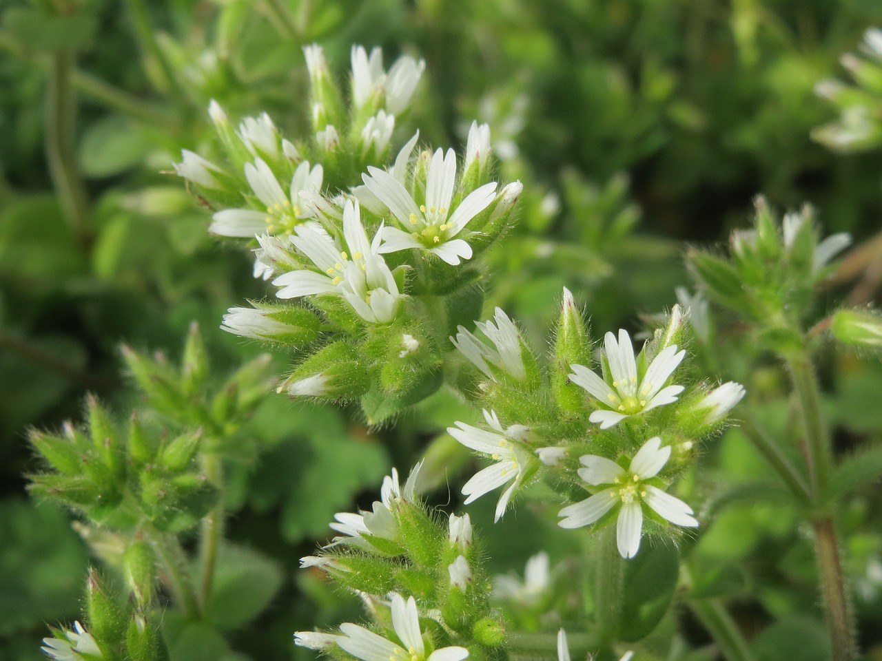 Mouse Ear Chickweed