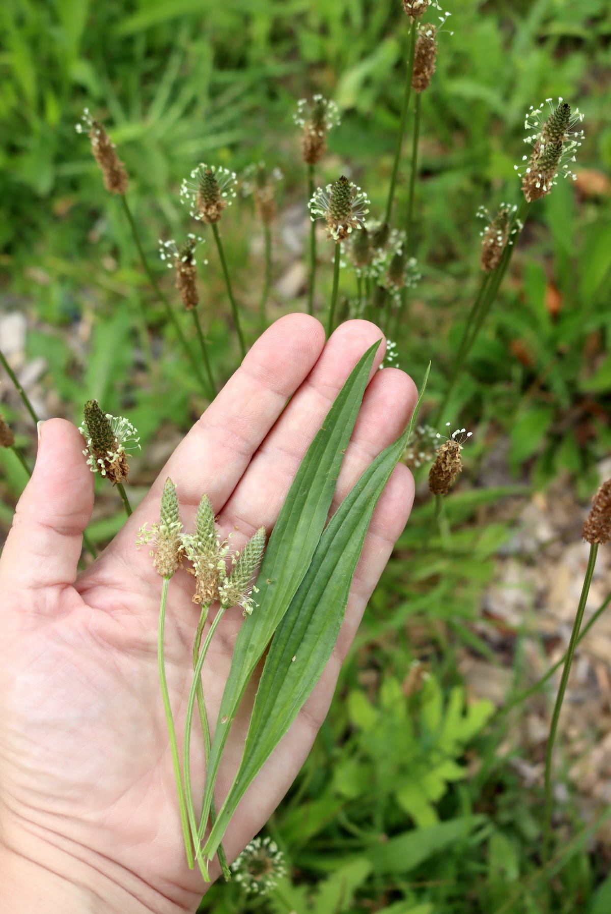 Narrow Leaf Plantain