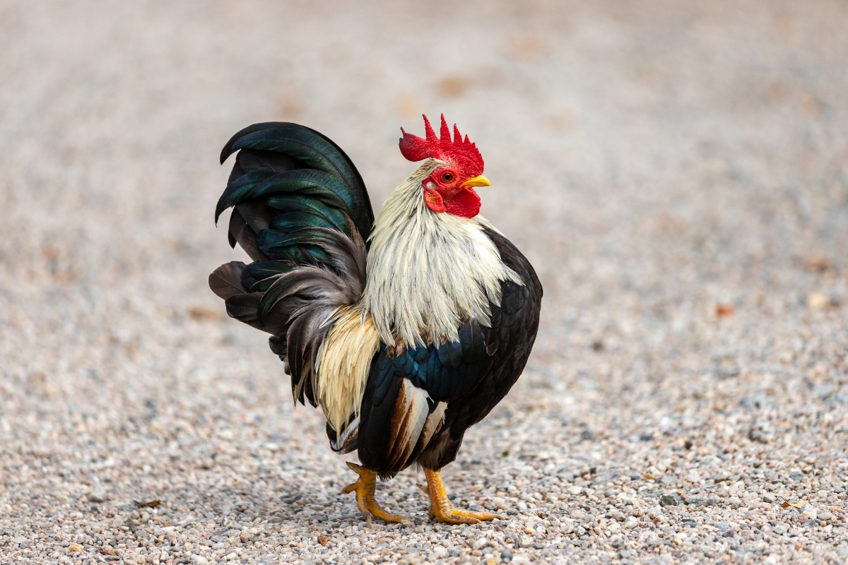 Old English Game Bantam