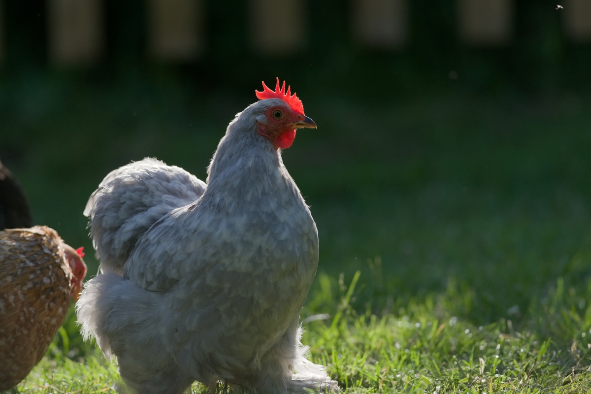 Pekin Chickens