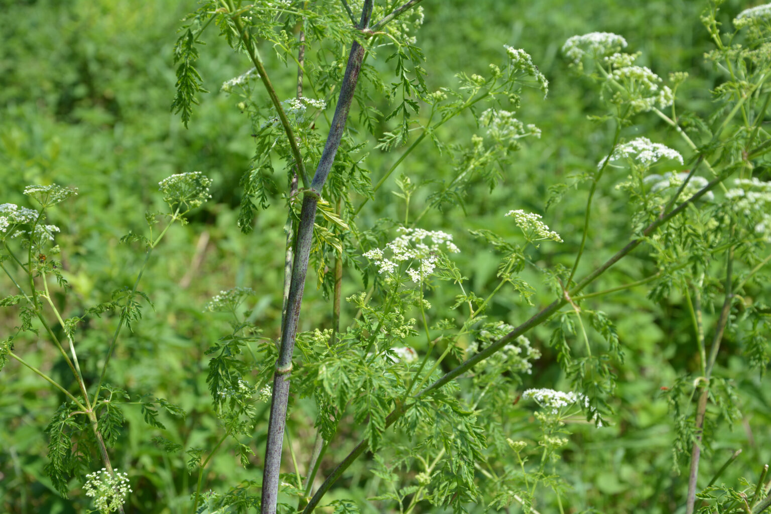 Poison Hemlock (Conium maculatum)