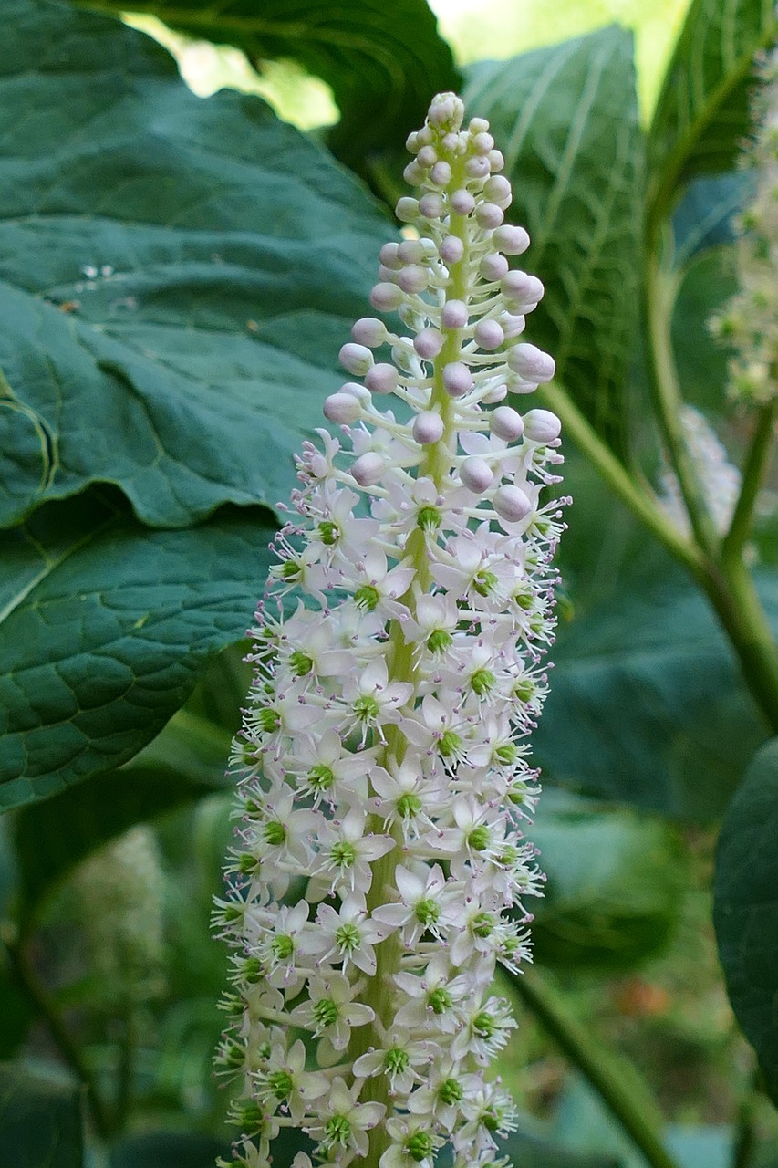 Pokeweed Flowers