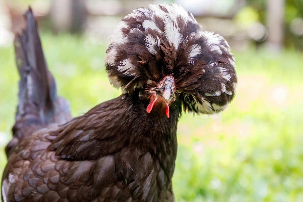 Polish Bantam