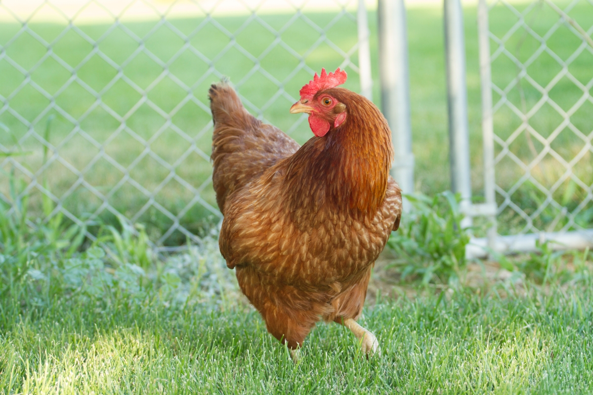 Red Star Chicken