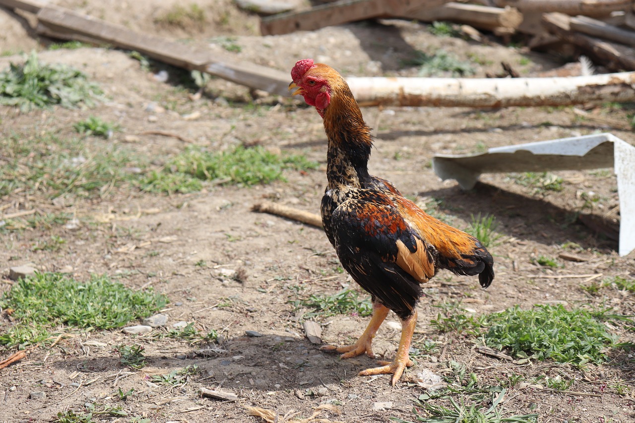 Shamo Chicken