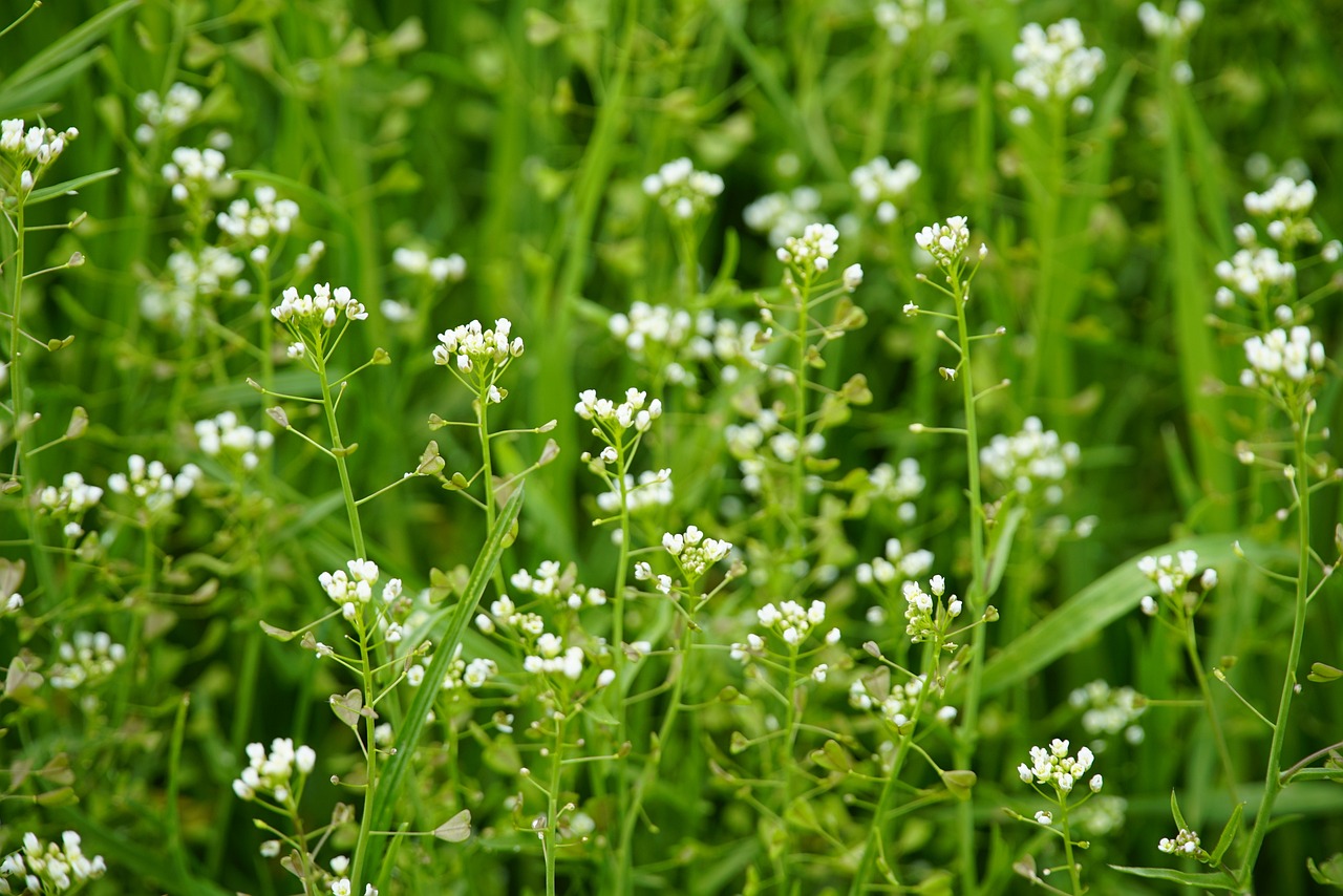 Shepherd's Purse (Capsella bursa-pastoris)