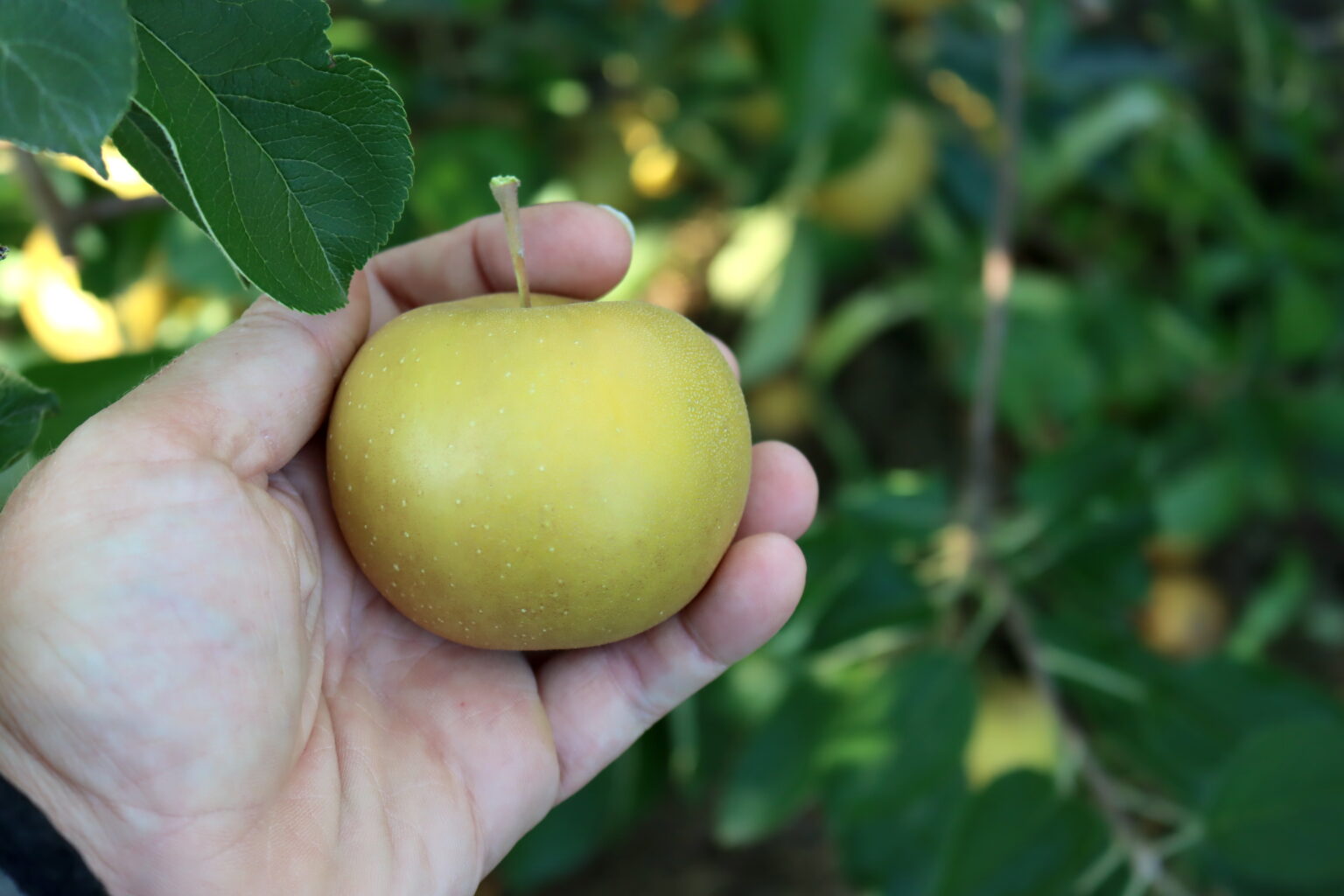 St. Edmunds Russet Apple