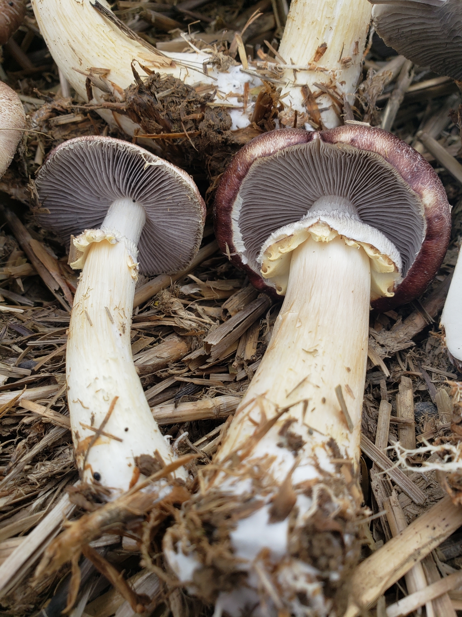 Stropharia