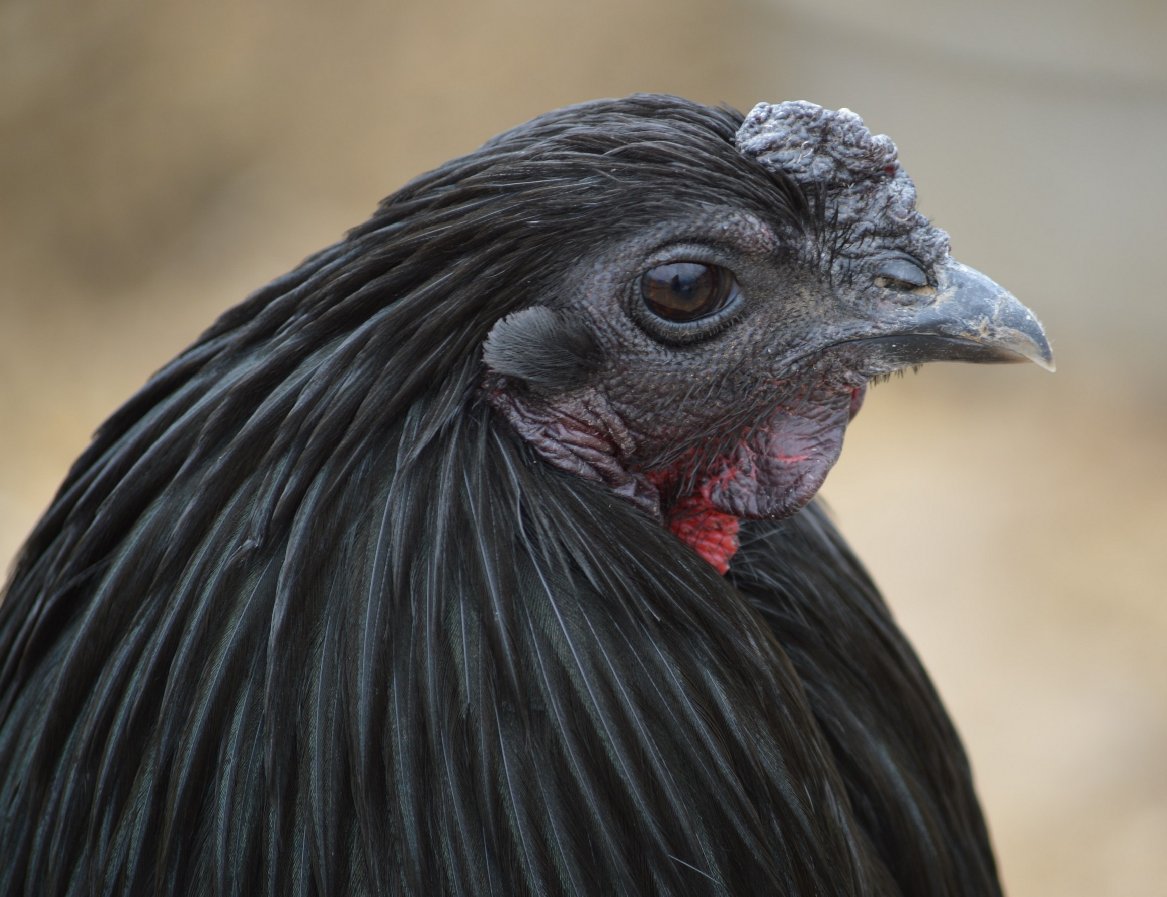 Sumatra chicken