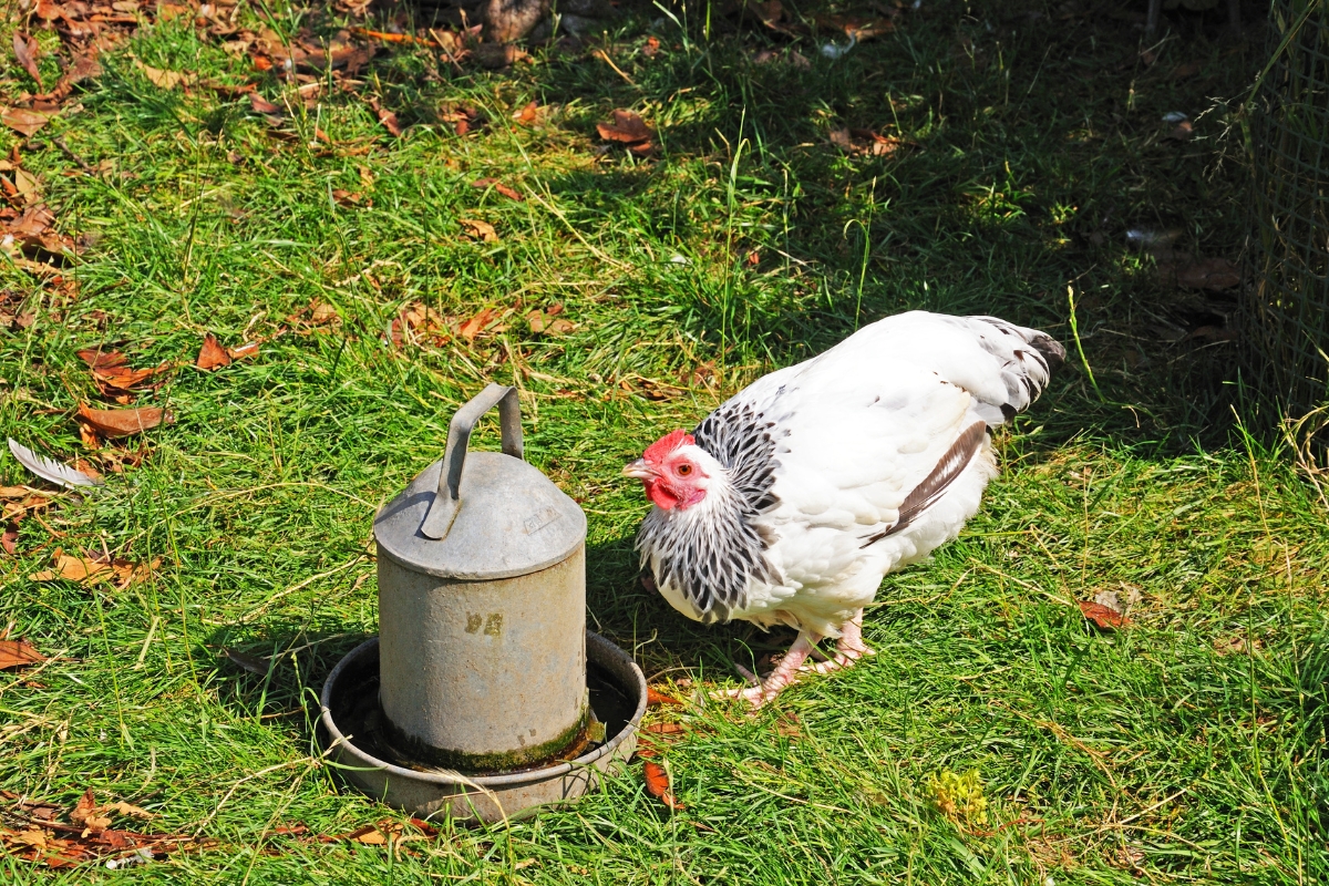 Sussex Bantam