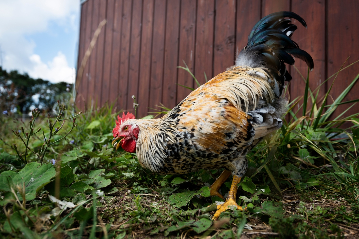 Swedish Flower Hen