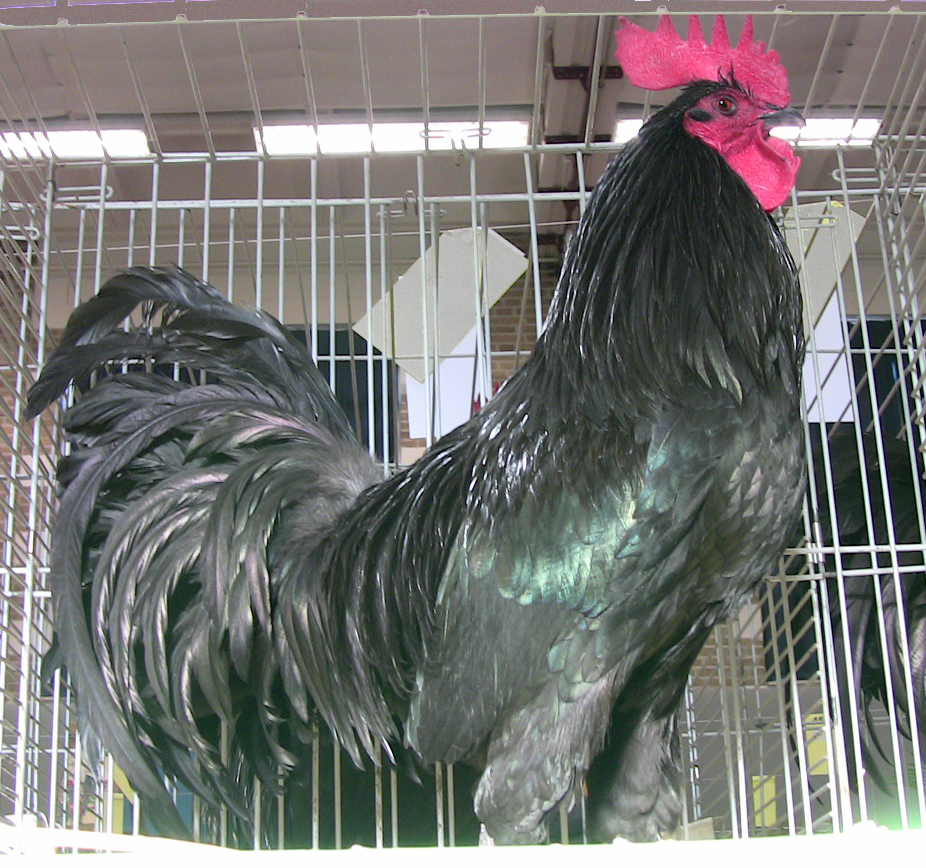 Tomaru Chicken