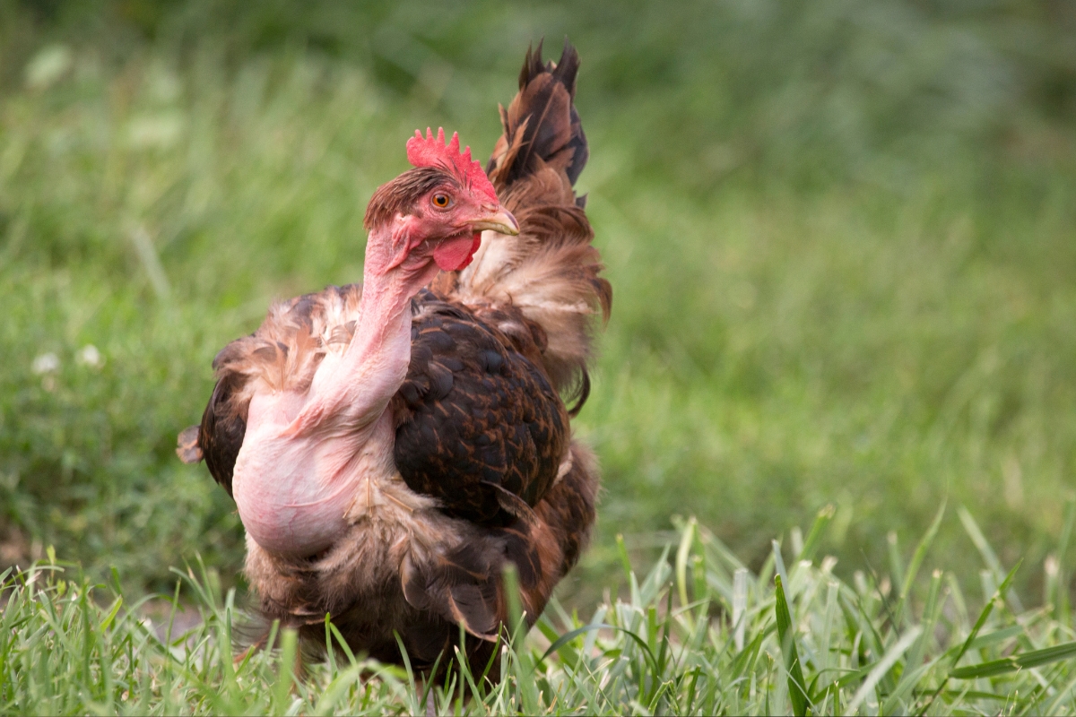 Turken or Naked Neck Chicken