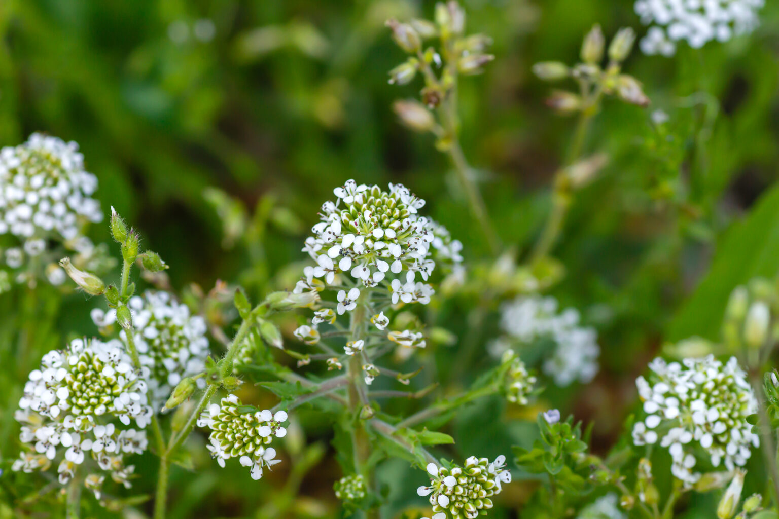 Virginia Pepperweed (Lepidium virginicum)