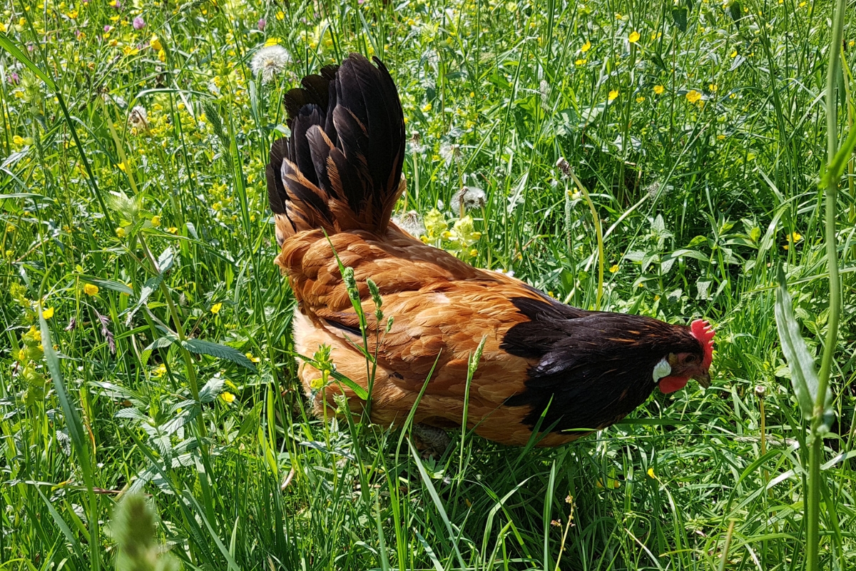 Vorwerk chicken