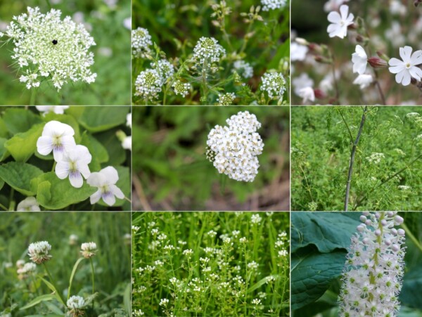 Weeds With White Flowers