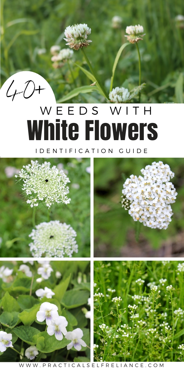 Weeds with White Flowers