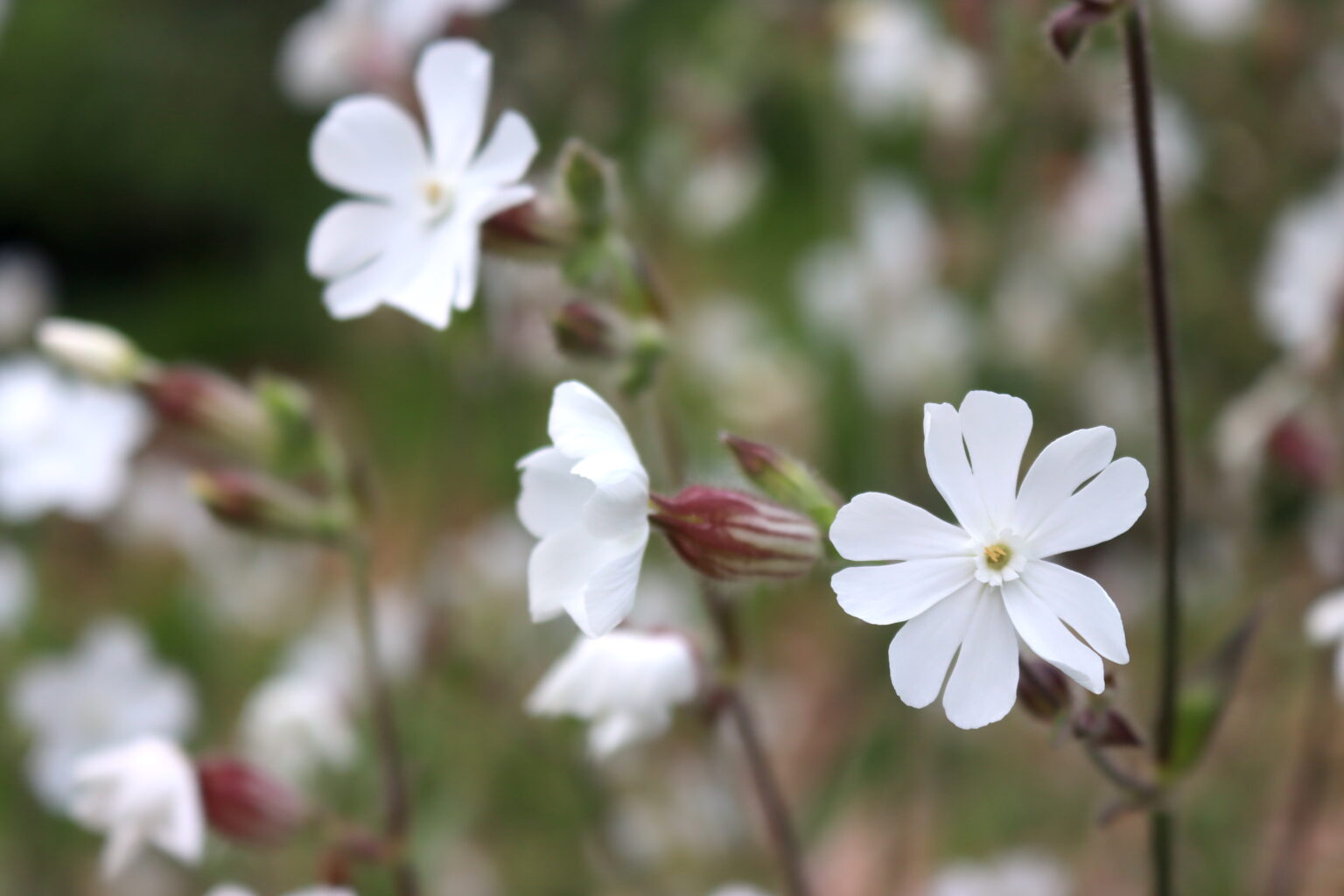 White Campion