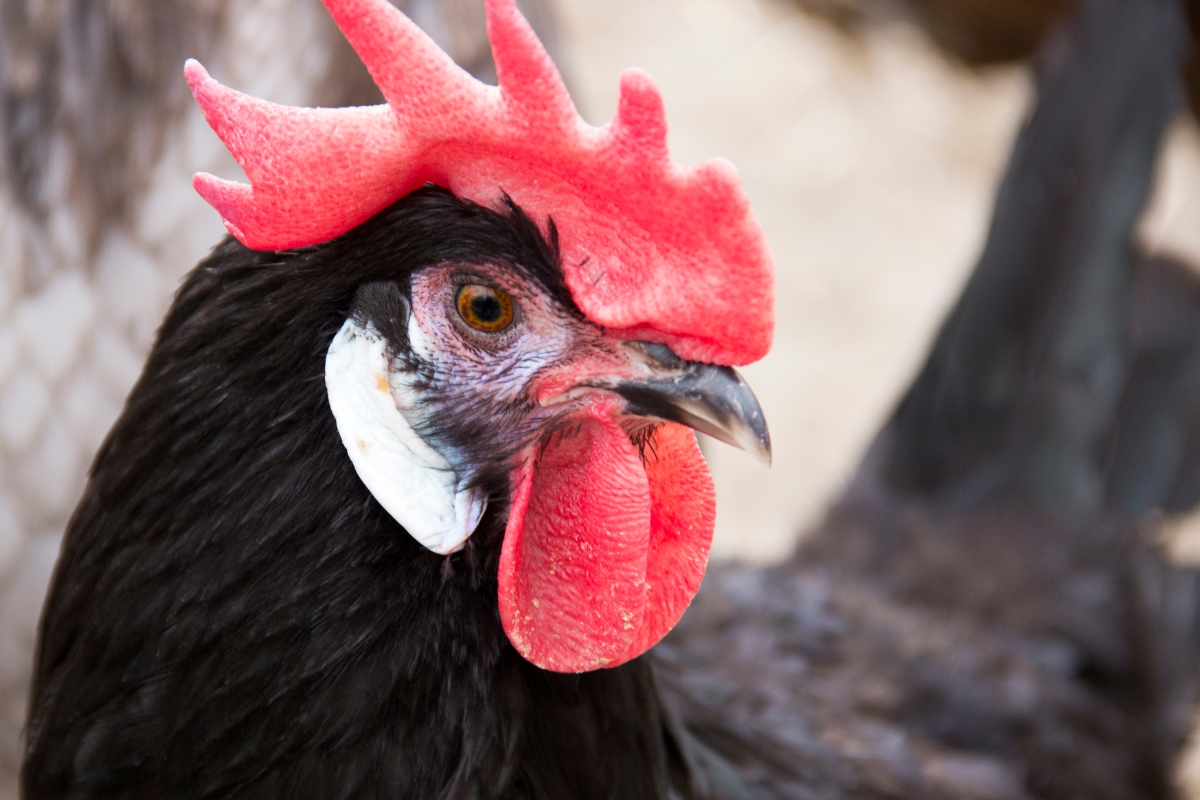 White-faced Black Spanish Chicken