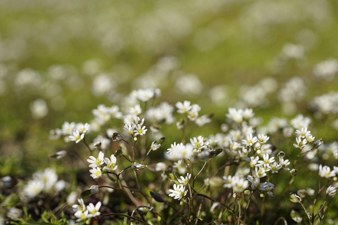 Whitlow Grass (Draba verna)