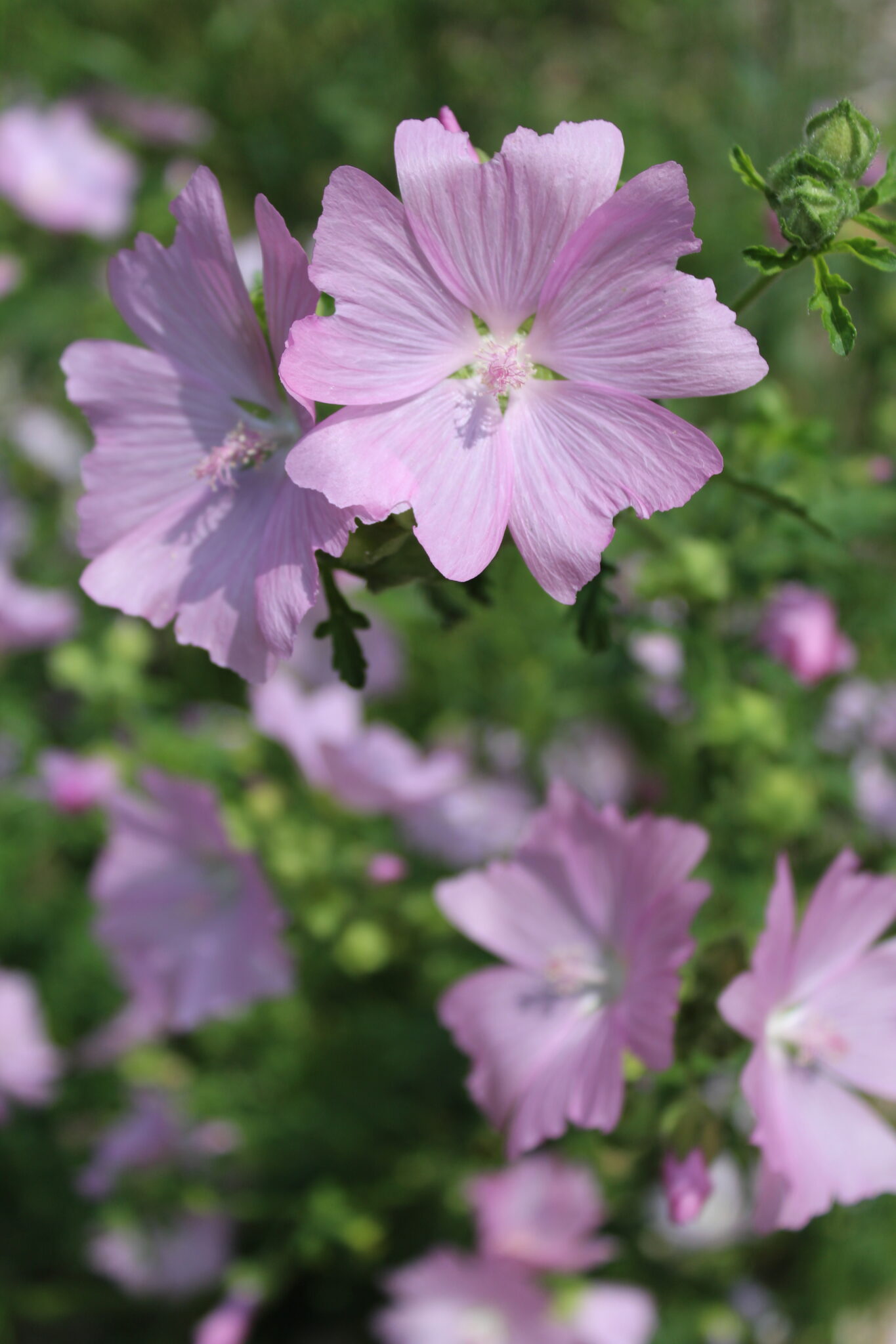 Wild Mallow Plant