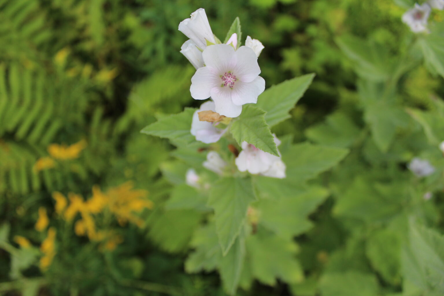 Wild Marshmallow Plant