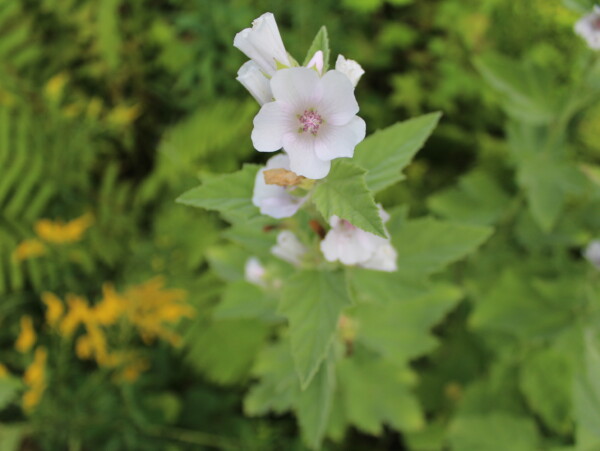 Wild Marshmallow Plant