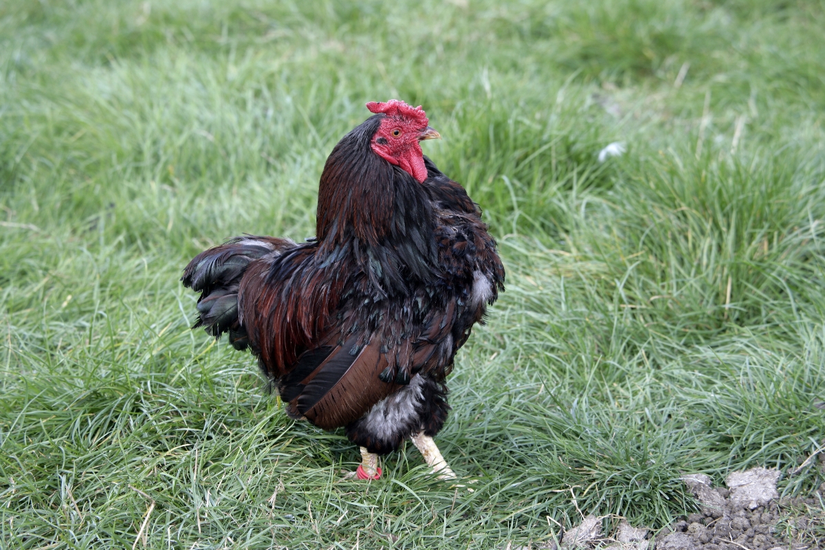 Wyandotte Bantam