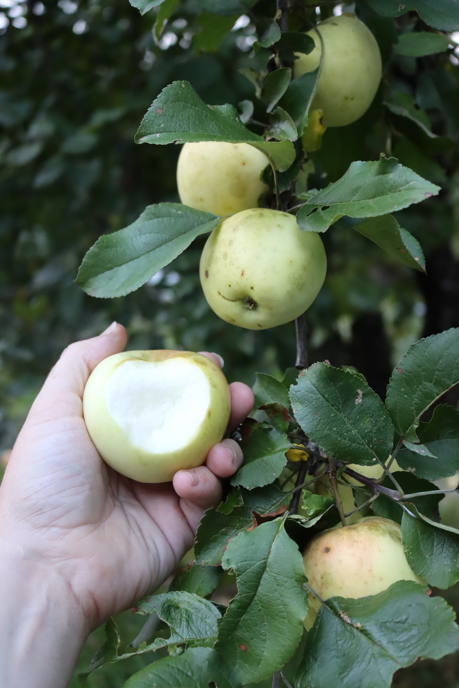 Yellow Transparent Apple