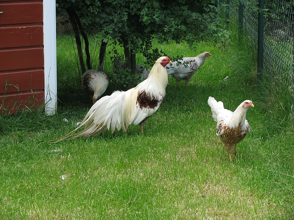 Yokohama chickens