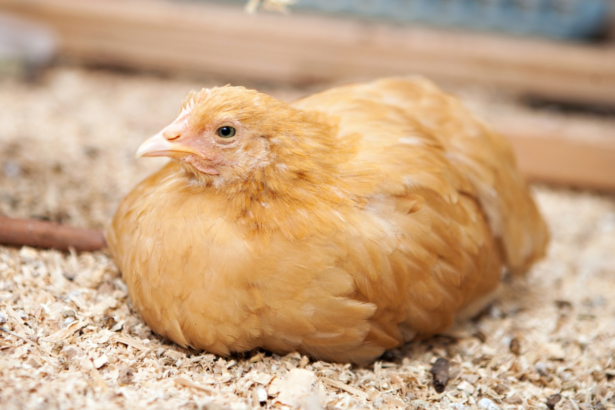 Young Buff Orpington Chicken