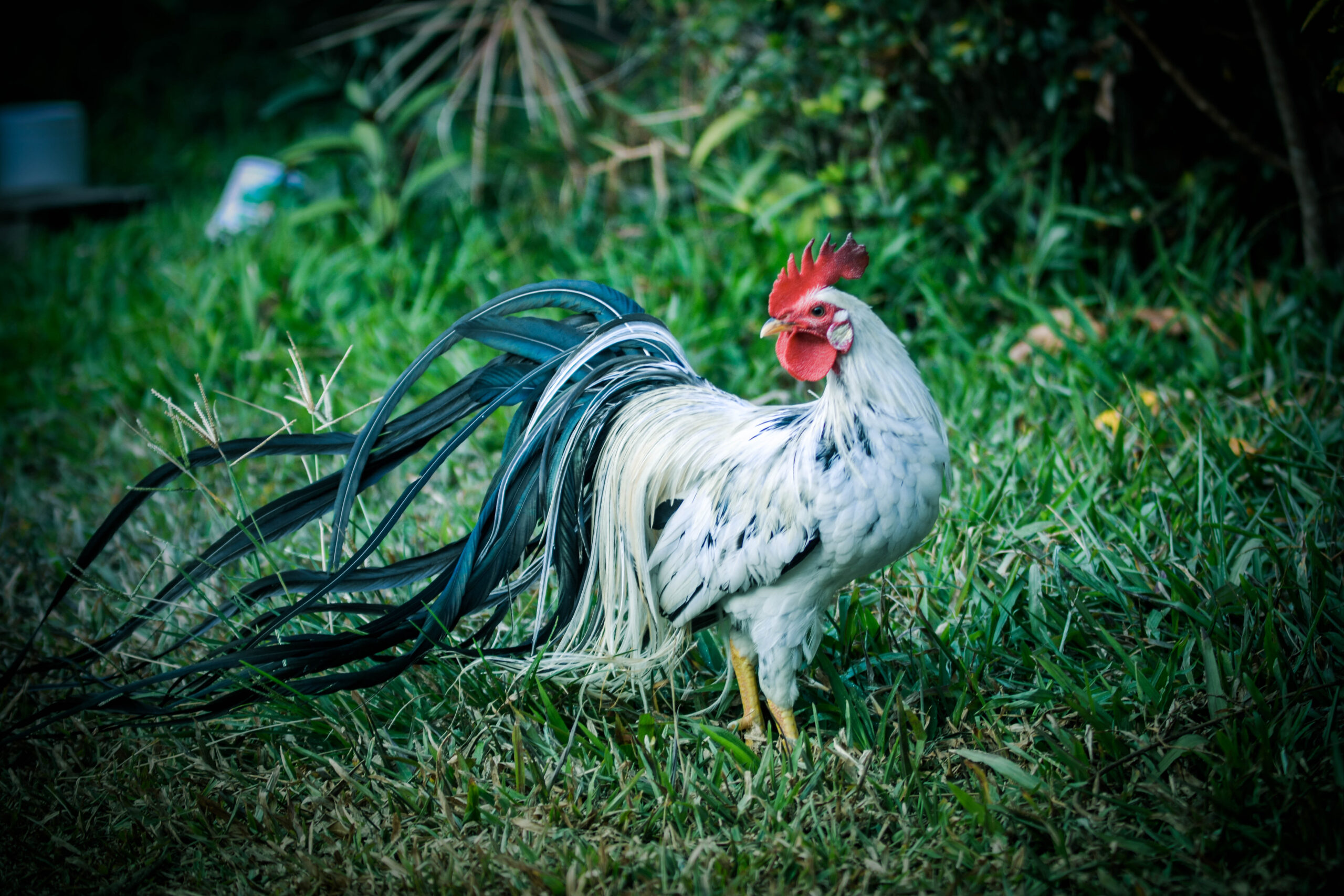 onagadori chicken