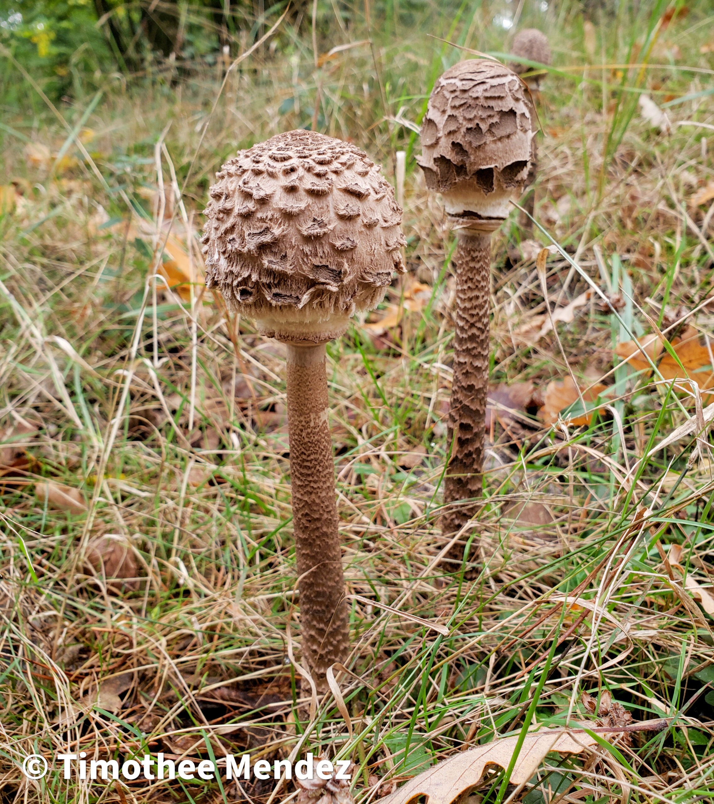 Parasol Mushrooms These were growing on the edge of a large trail within a mixed hardwood forest in France.