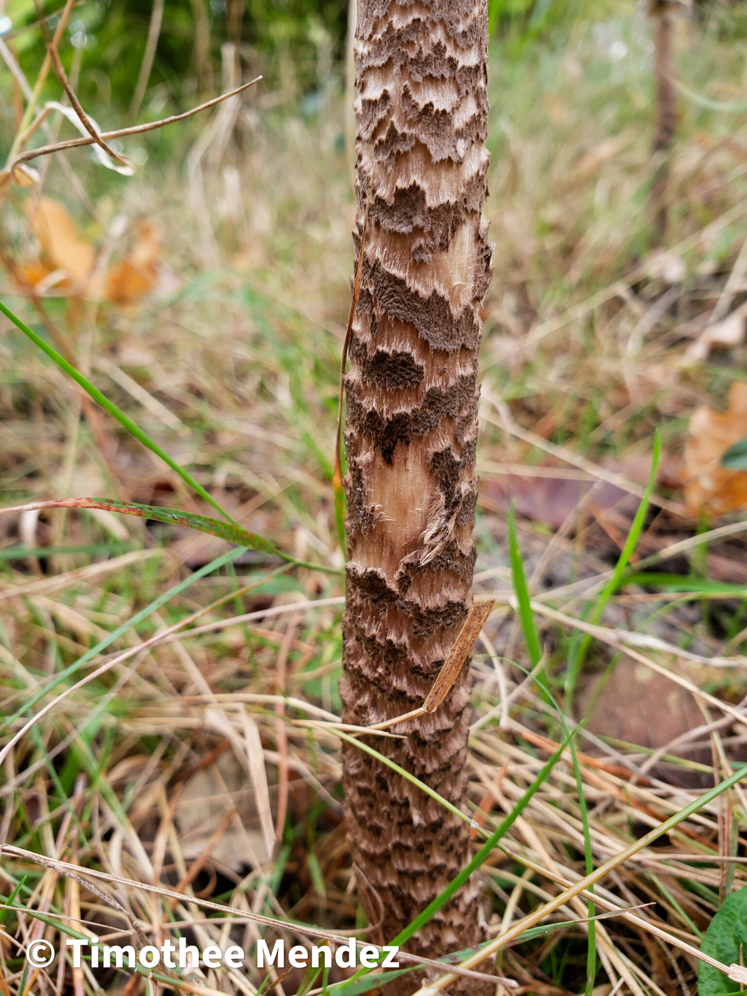 Parasol Mushroom Stem